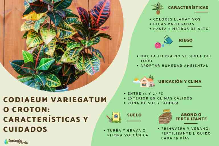 Guía para el cuidado del crotón en tu jardín CoJardin